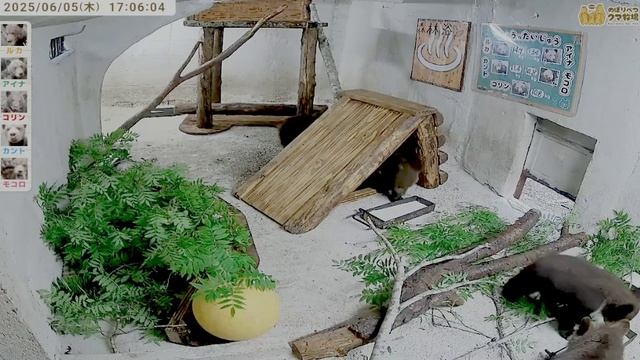 У медвежат в детской комнате опять смена декораций но входят как всегда с шумом
