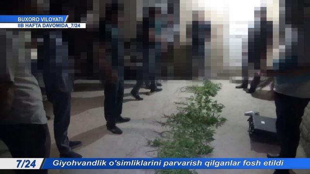 Томорқасида гиёҳвандлик моддаларини экиб, етиштириб келган шахслар фош этилди