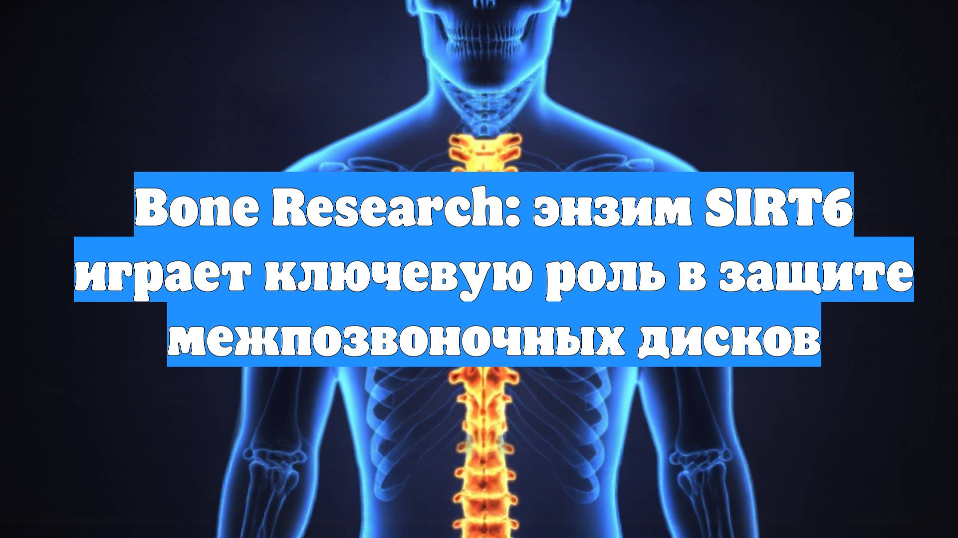 Bone Research: энзим SIRT6 играет ключевую роль в защите межпозвоночных дисков