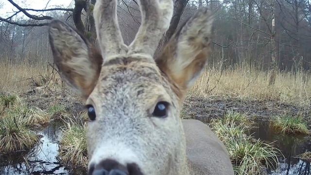 Когда болото оживает: бобр, косуля и журавли в
