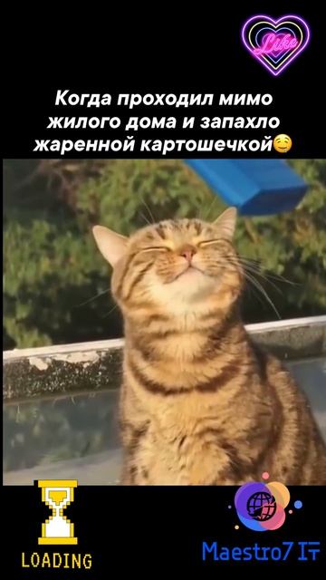 💻 Жаренная картошечка ...