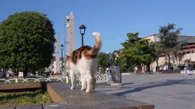 Коты Стамбула (7 июня 2025 года)