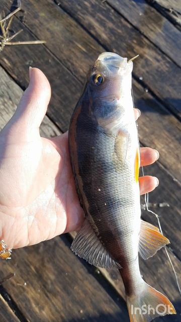 Если не гоняем зайца то ловим рыбу 🐟 🐟 🐟.