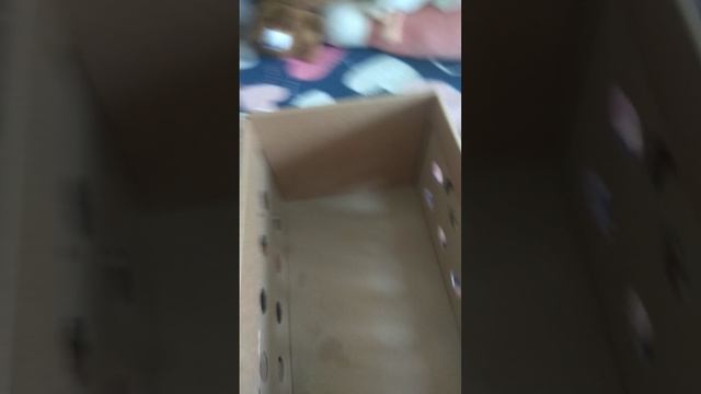 Дневной влог с Мурзиком❤️ и черепашкой