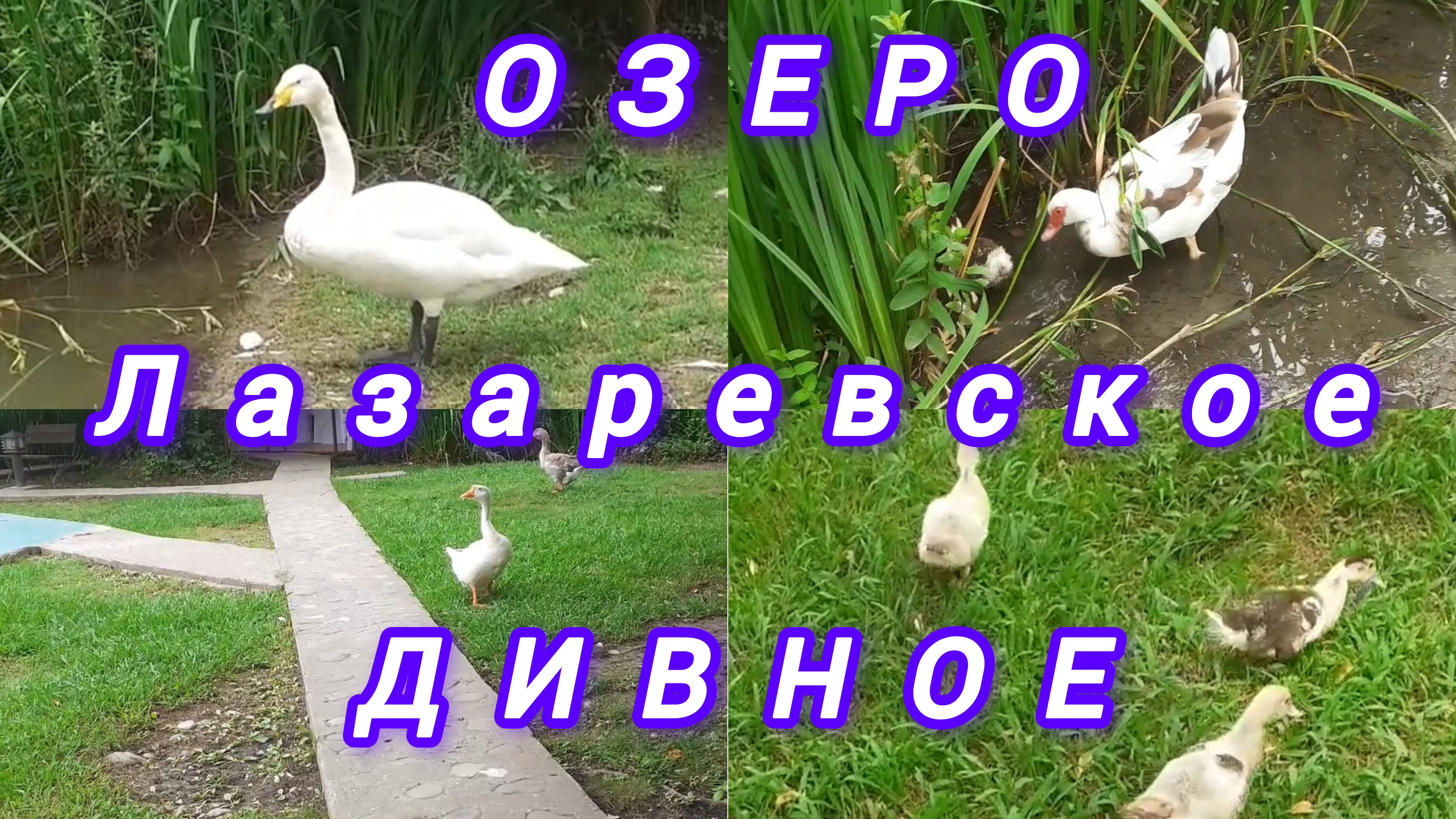 ОЗЕРО ДИВНОЕ. РЫБАЦКИЙ ПОСЁЛОК. ВКУСНО ПООБЕДАЛИ ДЕШЕВЛЕ 500РУБ