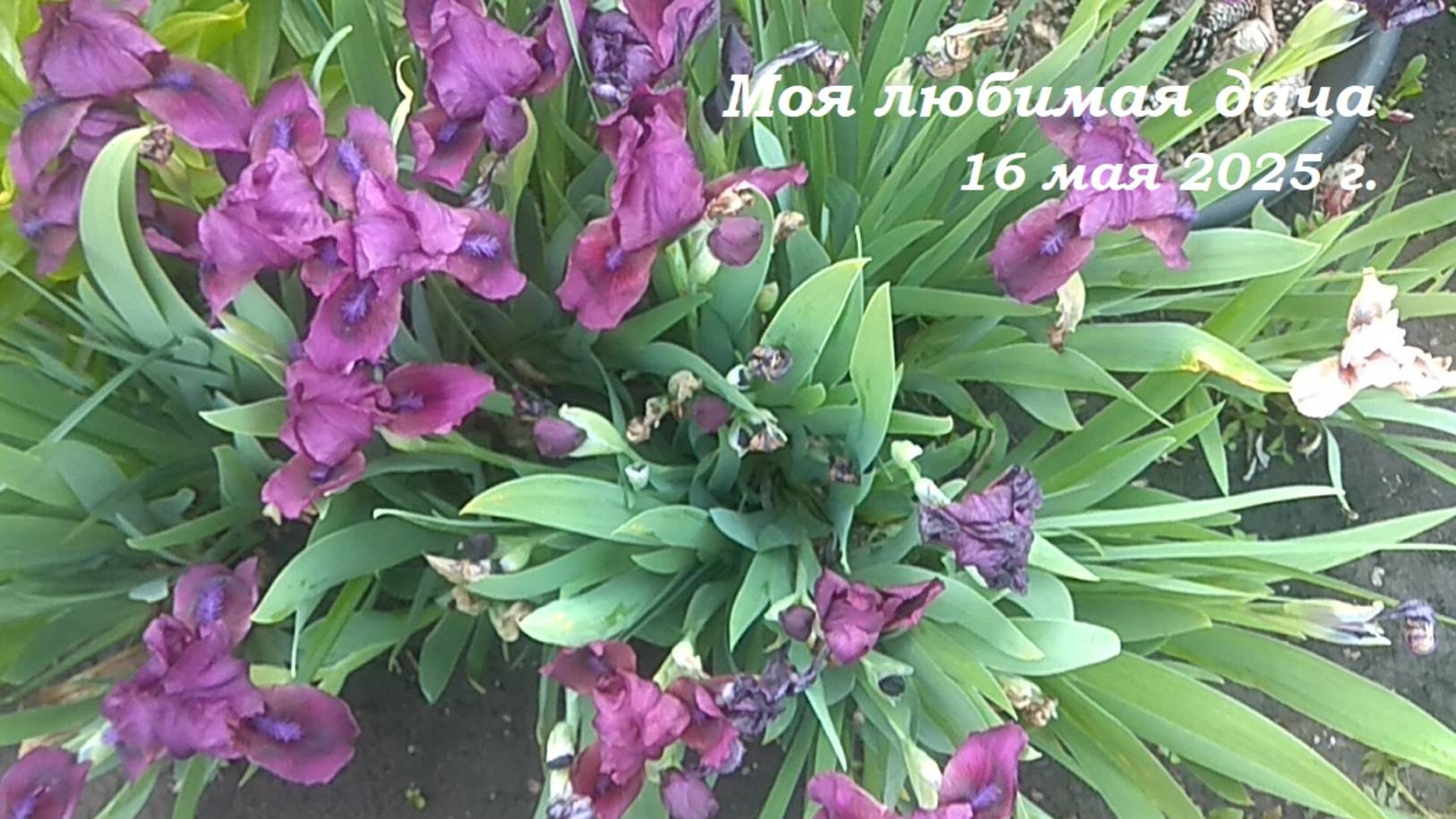 16.05.2025 _ Моя любимая дача