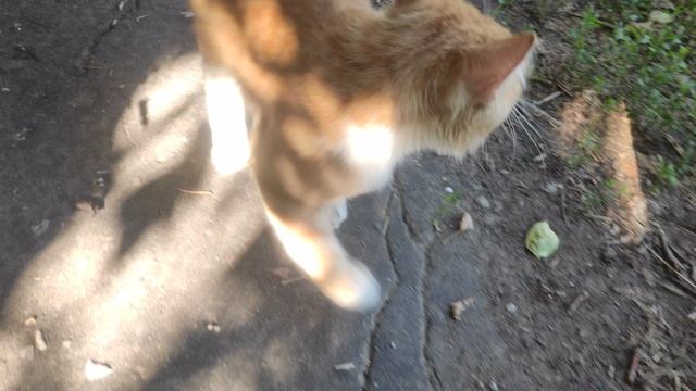VID_20210704_165013