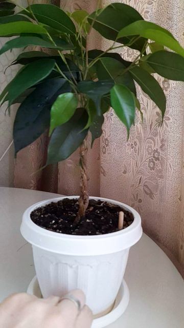 Фикус сплетен из 3х растений