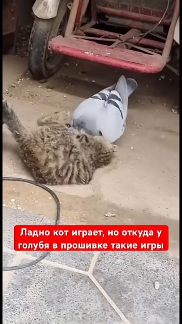 Кот играет с голубем 🐈🕊 #кот #голубь #велёлыеживотные #юмор