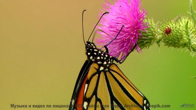 Природа заиграла новыми красками вместе с этим треком - Ive got a picture of you boss -- Youth Pictu