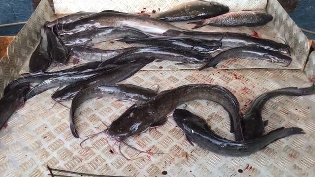 итоговый улов на малом водоёме