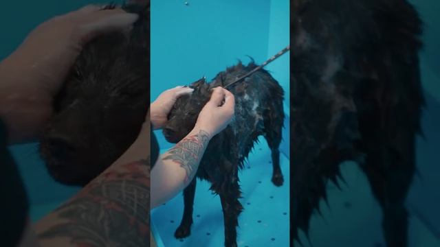 Спрей для расчесывания колтунов , Шампунь для щенков с аминокислотами , Грязевой кондиционер
