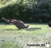 Умная птица устраняет двух стервятников одним ходом