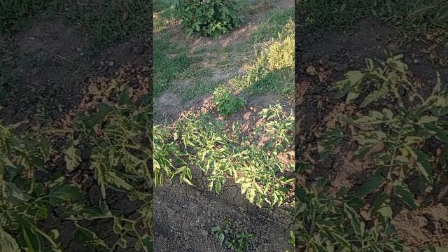 Затеняющая сетка