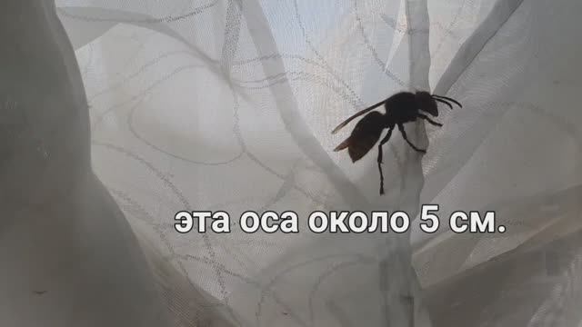 Огромная оса залетела в квартиру.
