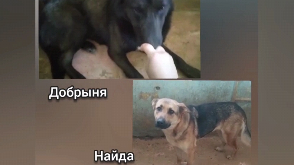 Добрыня и Найда ждут своих спасителей!