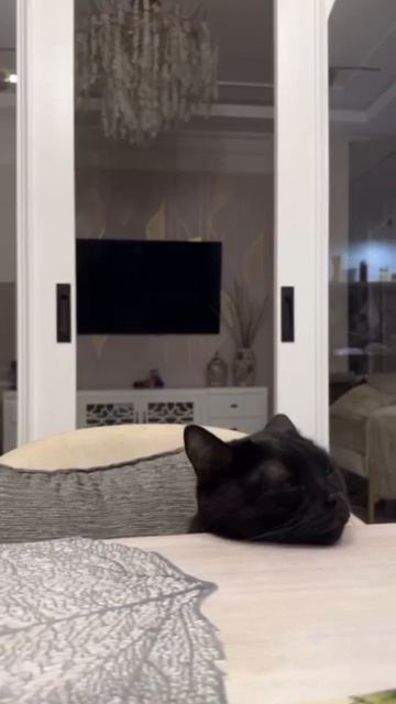 кот в шоке 🤯