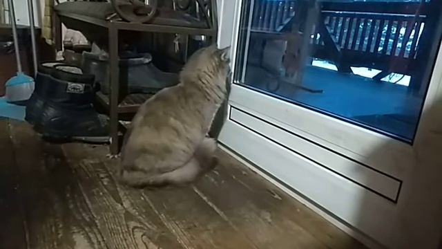 котенок Паша #35 смотрит свой TV