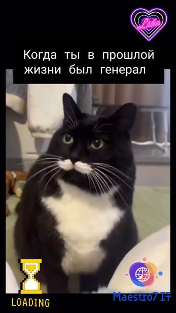 💻 Кот в прошлой жизни явно был генералом ...