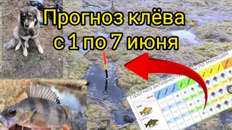ПРОГНОЗ КЛЁВА С 1 ПО 7 ИЮНЯ ЛУННЫЙ КАЛЕНДАРЬ