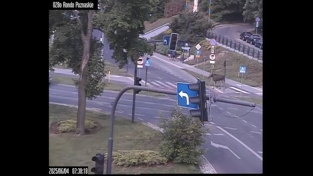 По польскому городу Бромберг несколько часов никуда не спеша прогуливался лось