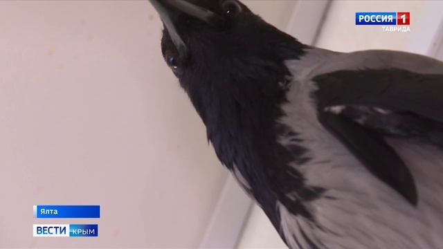 ВЕСТИ КРЫМ: выпуск 07.06.2025 20:50