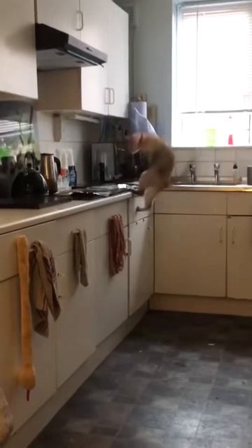 Котики