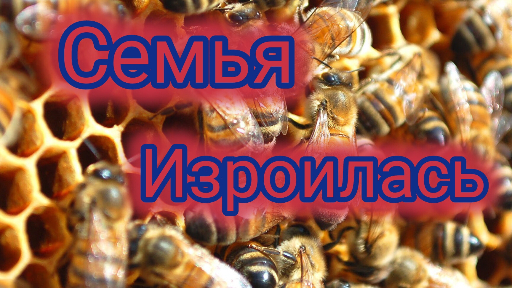 Семья изроилась
