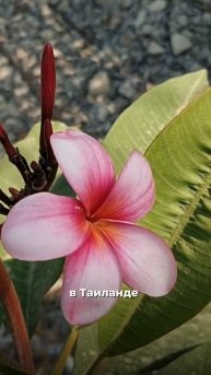 🌸Самый узнаваемый цветок на Пхукете