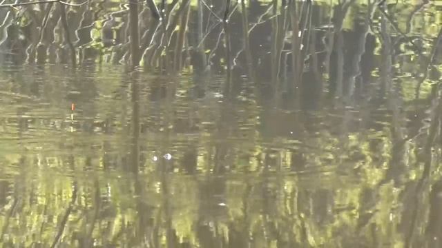 🎣 Ловля в ЗАТОПЛЕННЫХ КУСТАХ на поплавок: Секретный метод поимки трофеев! (Неожиданный улов)
