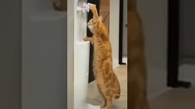 Кот в шоке