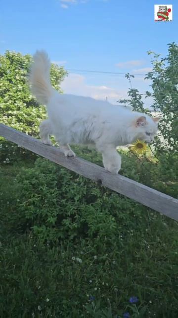 Рыжуля для Настюни зажёг в Небе радугу 🌞🌈💓😽😻