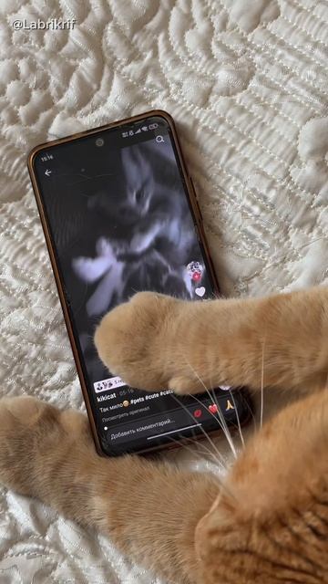 Не оставляйте телефон без присмотра, а иначе ваши котики могут там найти на вас компромат 😂