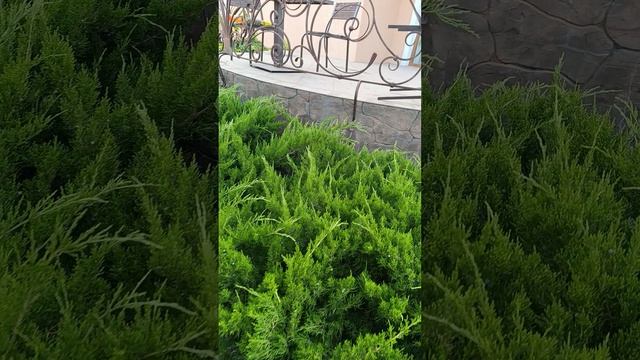 Изгородь из можжевельников.