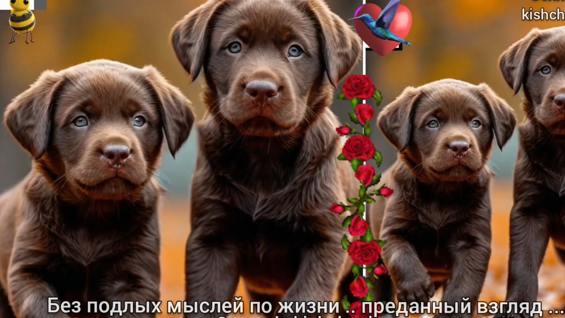 БЕЗ ПОДЛЫХ МЫСЛЕЙ ПО ЖИЗНИ .. ПРЕДАННЫЙ ВЗГЛЯД 🎶