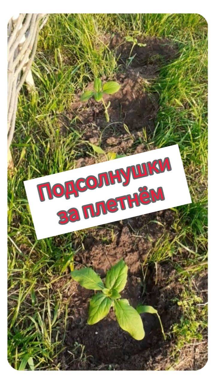 Подсолнушки за плетнём