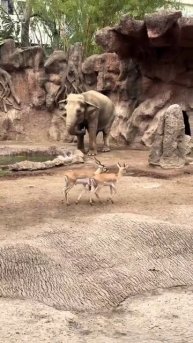 Невероятная дружба: Слон спас косулю из беды! 🐘❤️🦌