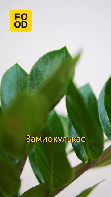 Растения дома нужны не только для красоты, но и для пользы. Рассказываем о самых полезных ✨ #foodru