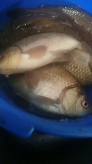 видео про рыб
