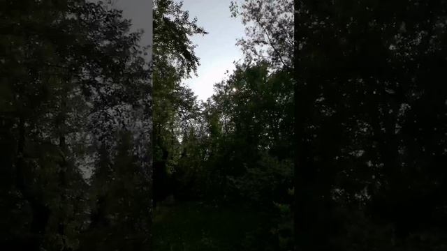 Рододендроны разных расцветок_Ботанический сад_Санкт-Петербург