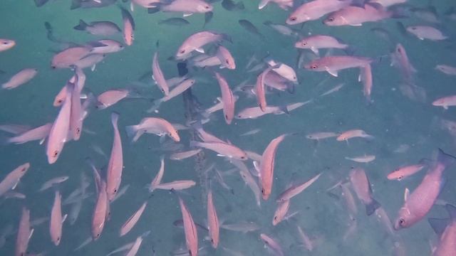 Куба. Под пирсом
