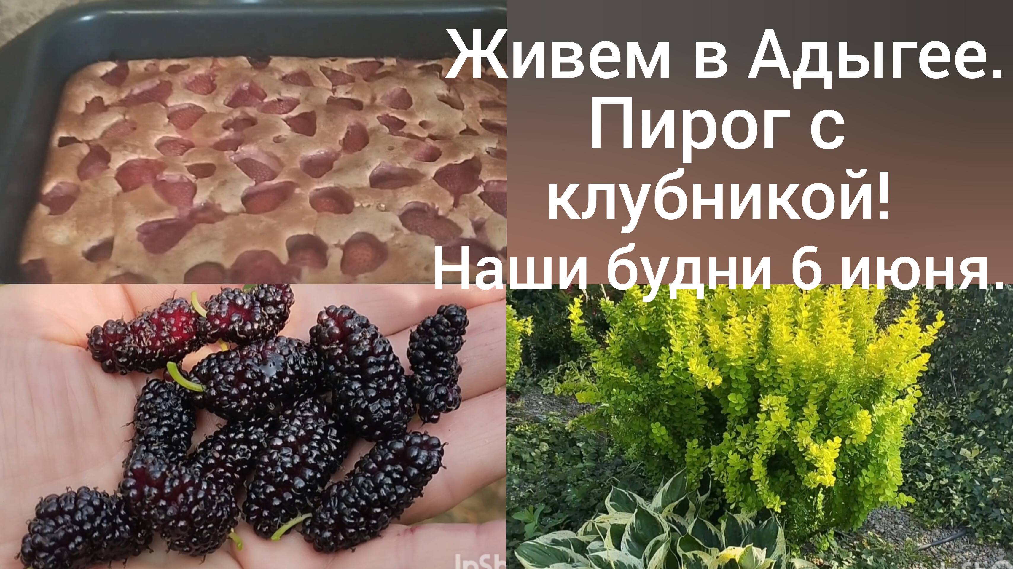 Сибиряки в Адыгее/ Пирог с клубникой/Обрезка барбариса и клена/Наши будни 6 июня/