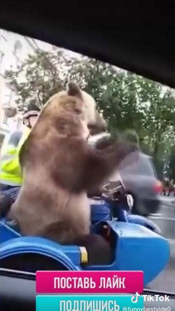Мишка шалунишка.

1000017724.mp4