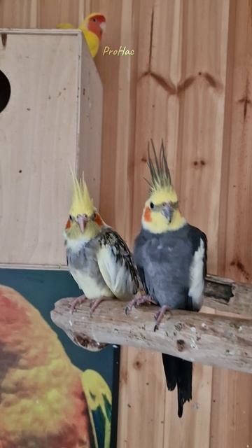 #архироосиповка#зоопарк#отдых#попугаи#arkhiroosipovka#zoo#recreation#parrots