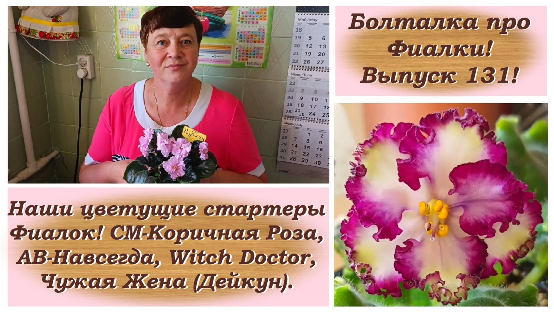Болталка про Фиалки! Выпуск 131! Наши цветущие стартеры Фиалок!
