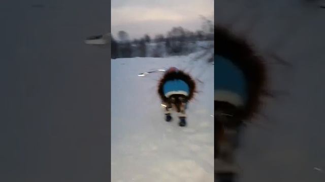 Ссаный кот