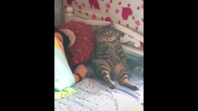 Приколы про котов