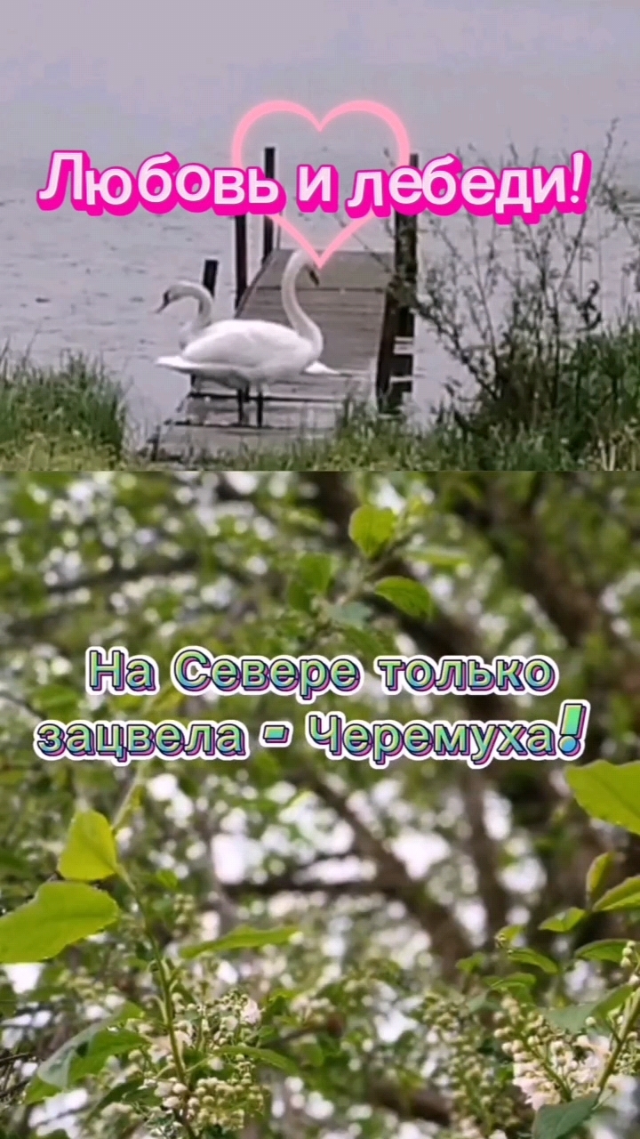 ЛЕБЕДИ В ЛЮБВИ, ЦВЕТЁТ ЛЮБОВЬ!!! #черемуха #лебедь #птицы #любовь