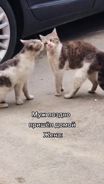 семья
