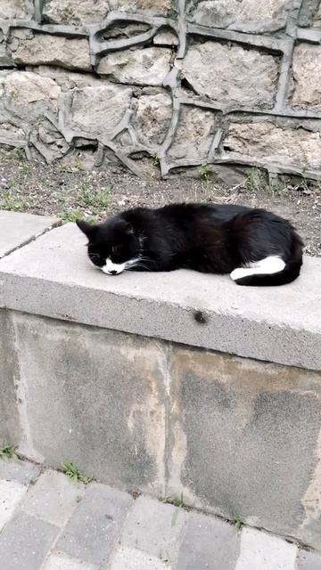 Чёрная кошка отдыхает /Black cat is sleeping#shorts